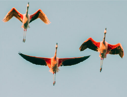 Assegurances i salut: és possible una mirada crítica, cooperativista i transformadora?