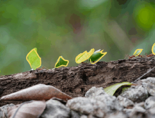 Devolvemos más de 93.000 € a la ESS, el asociacionismo y proyectos transformadores